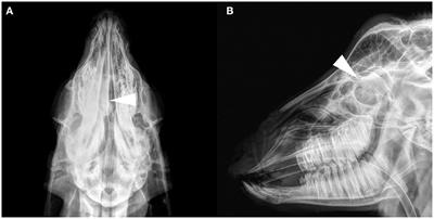 Radiography, CT, and MRI Diagnosis of Enzootic Nasal Tumor in Goats Infected With Enzootic Nasal Tumor Virus